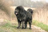 DOGUE DU TIBET 389